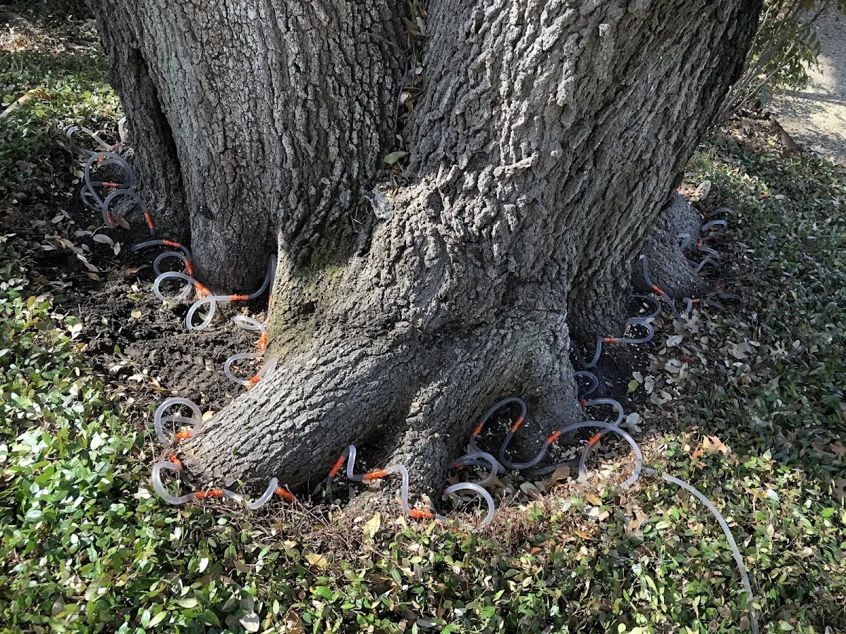 Detailed Tree Cabling and Bracing job site in East Springfield