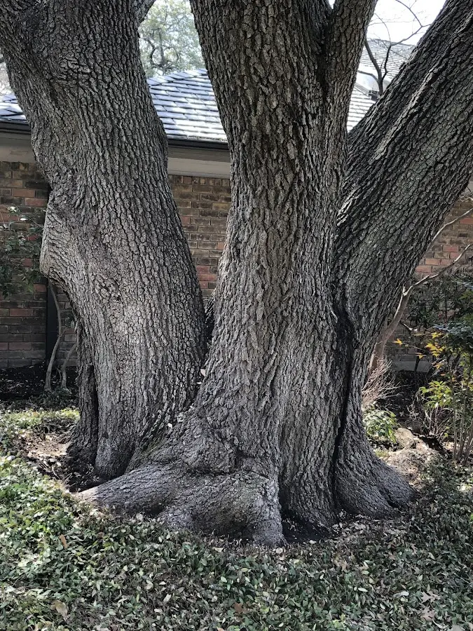 Mature heritage tree close to a East Springfield property cared for by certified arborists